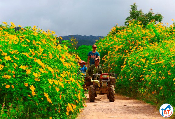 RỰC RỠ MÙA HOA DÃ QUỲ Ở TÂY NGUYÊN