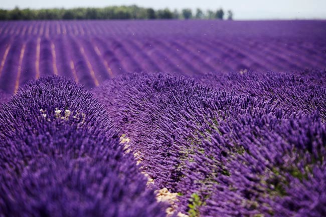Sự lãng mạn của Provence, Pháp