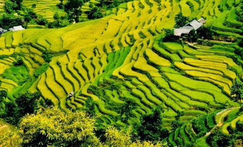 Đến Hoàng Su Phì vào mùa lúa chín