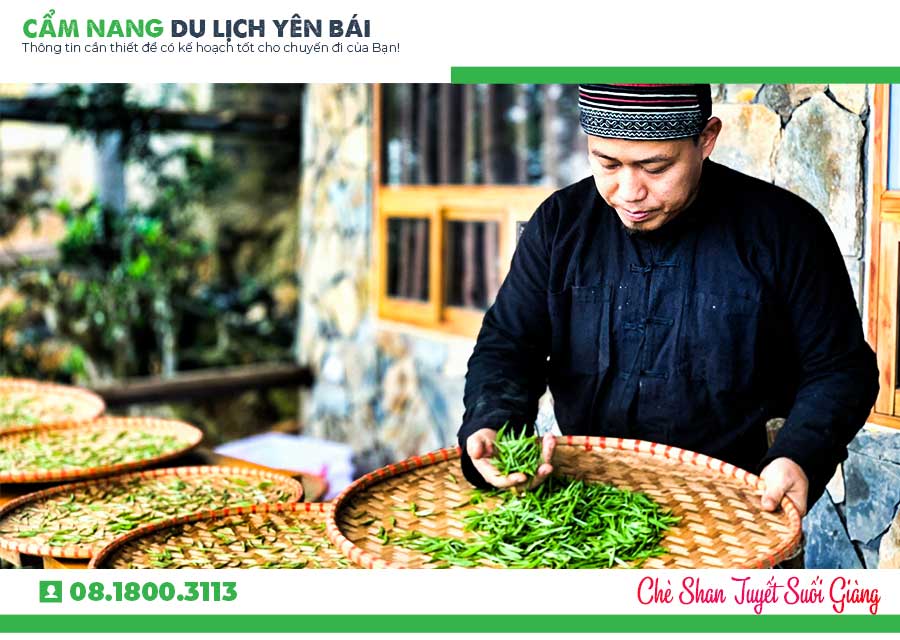 Chè Shan Tuyết Suối Giàng Yên Bái