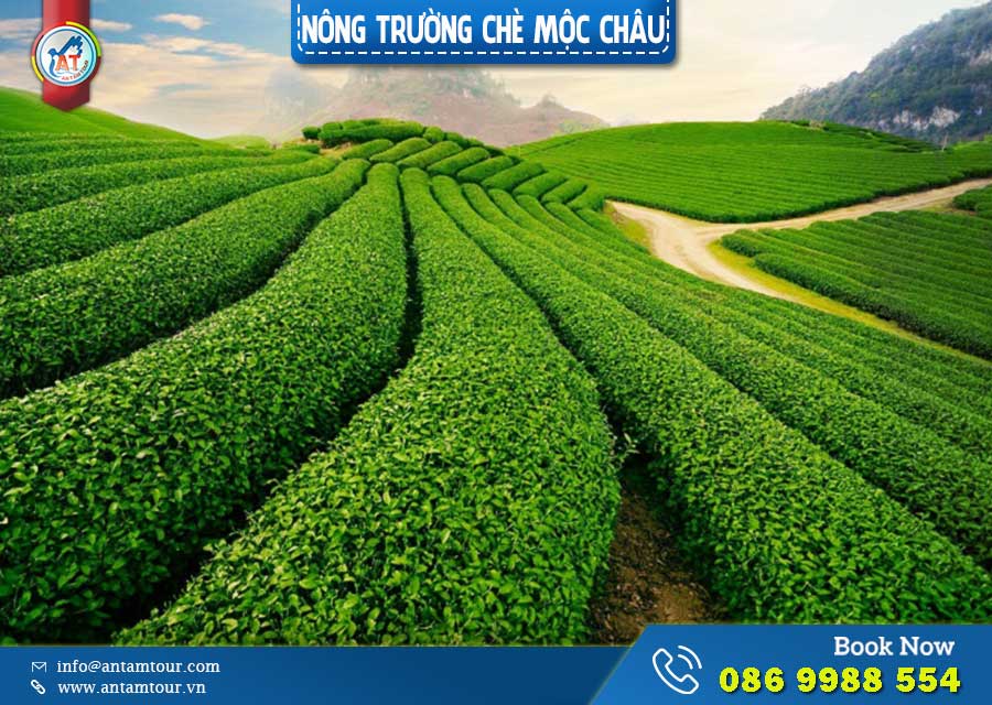 Nông Trường Trà Mộc Châu