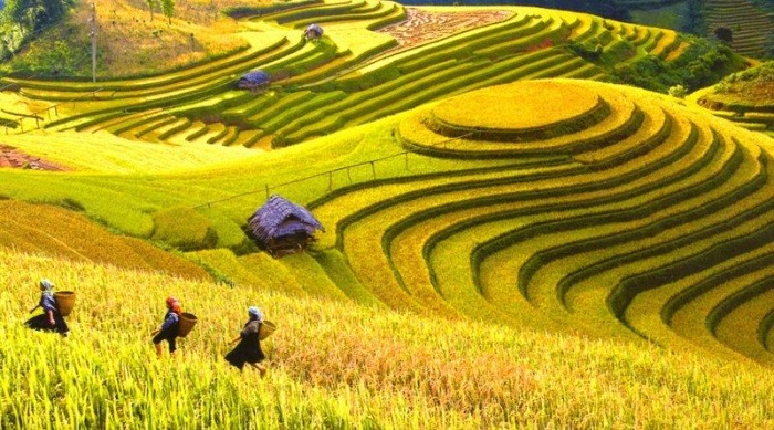 Những thông tin cần biết về du lịch Mù Cang Chải trong mùa lúa chín – Kavo Travel