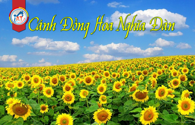 Dạo Chơi Cánh Đồng Hoa Hướng Dương Ở Nghệ An!
