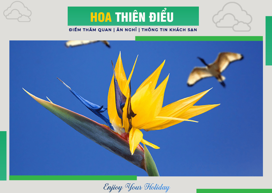 Hoa Thiên Điểu