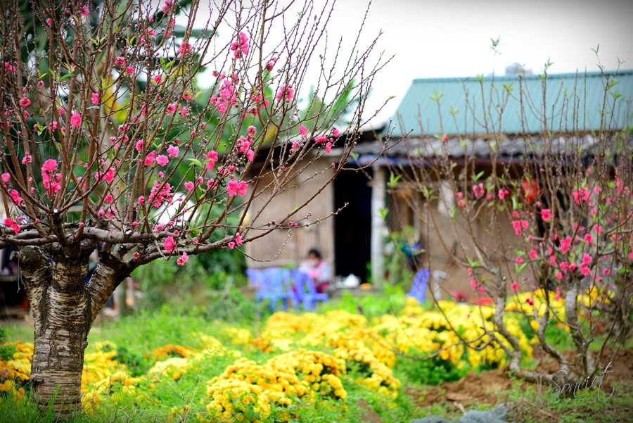 MÙA XUÂN LUNG LINH TẠI CAO BẰNG