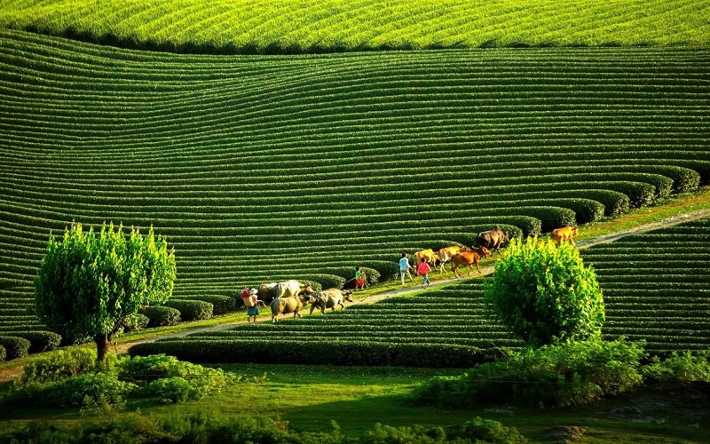 Kinh nghiệm du lịch Mộc Châu tự túc từ A đến Z năm 2025