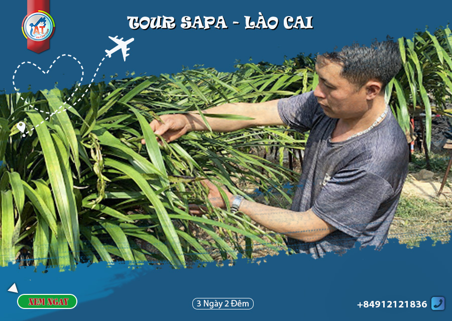 KHÁM PHÁ VƯỜN LAN TẢ PHÌN TẠI SAPA