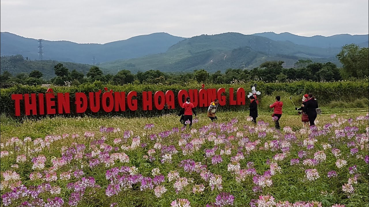 KINH NGHIỆM DU LỊCH THIÊN ĐƯỜNG HOA QUẢNG LA