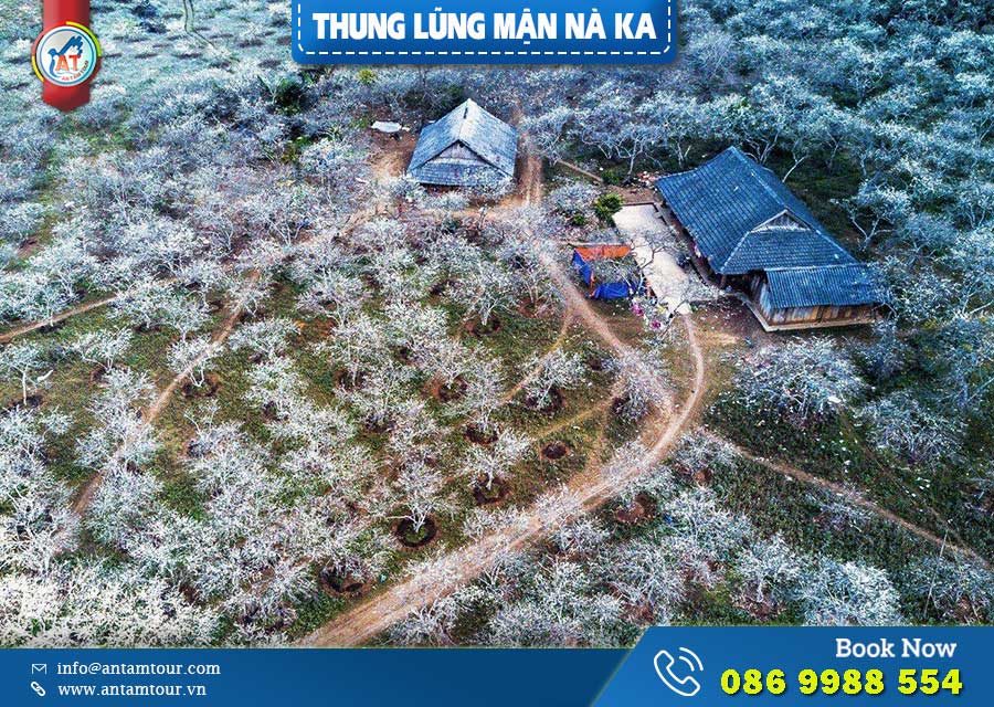 Thung lũng mận Nà Ka Mộc Châu