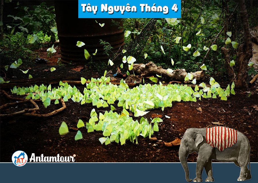 Đi Tây Nguyên Tháng 4 _ Mùa Bướm Vàng Bay